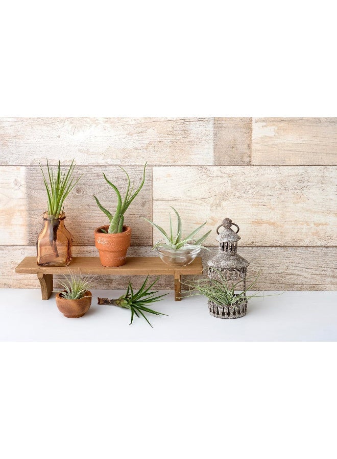 Generic Air Plant Low Light House Plants Box (4PK) Tillandsia Air Plants Live Houseplants Live Indoor Plants Live Succulents Plants Live Terrarium Plants Live, Air Plant Holder Airplant Kit by  - Image 2