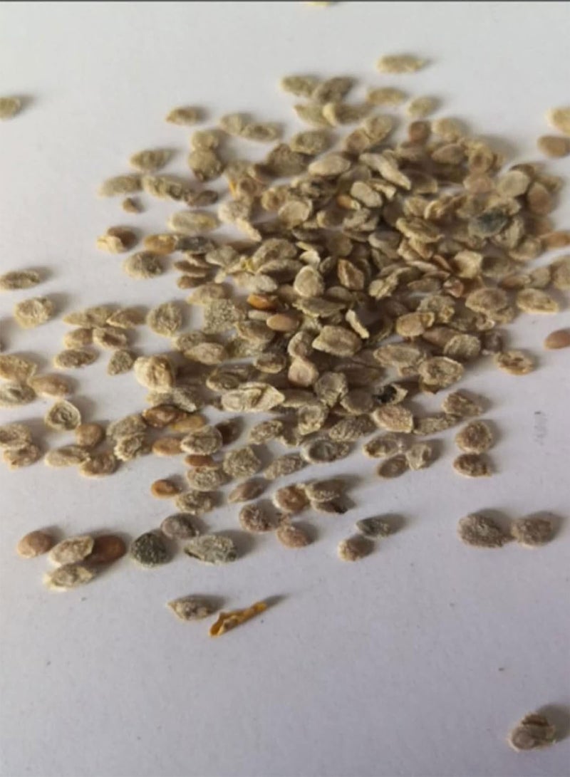 GGOOT 100Pcs Nutritious Tomato Seeds,Delicious Fruit Vegetable Home Yard Garden Plant for Planting Garden Yard Outdoor 1 Tomato Seeds - Image 2