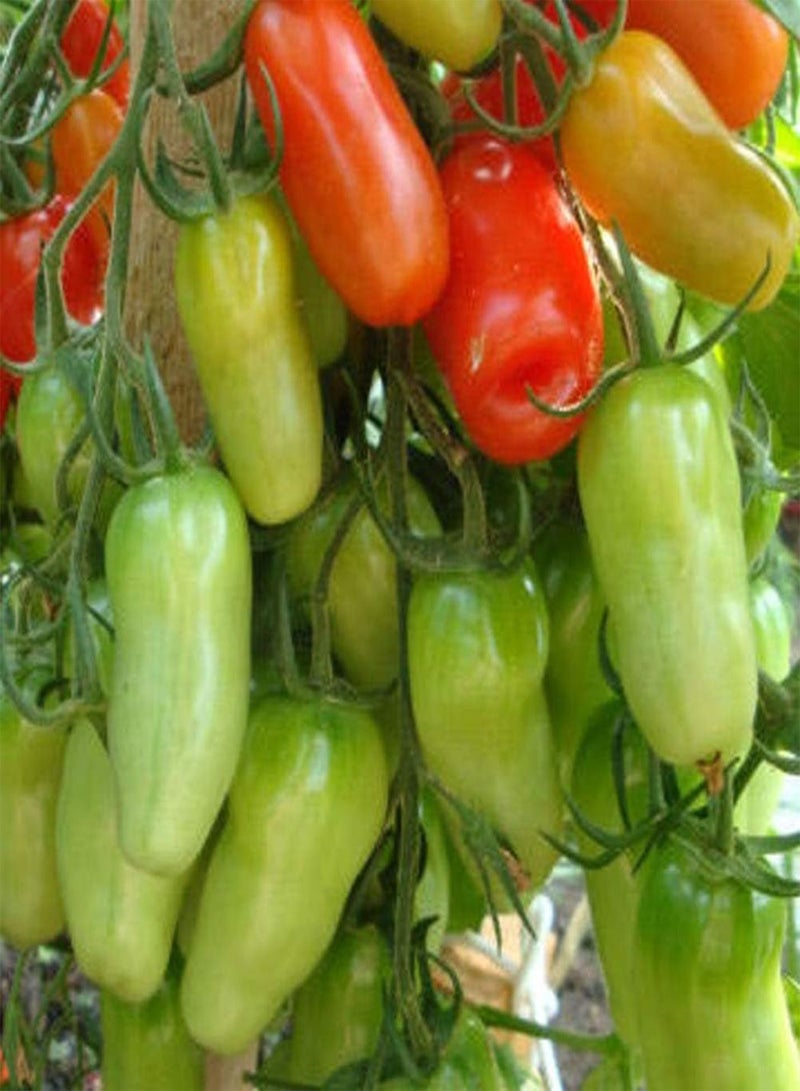 GGOOT 100Pcs Nutritious Tomato Seeds,Delicious Fruit Vegetable Home Yard Garden Plant for Planting Garden Yard Outdoor 1 Tomato Seeds - Image 1