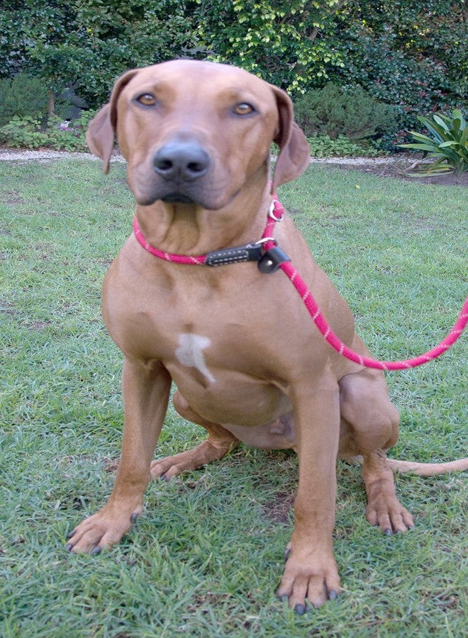 Rogz Reflective Rope Dog Control Leash for Large Dogs, 5/8" Wide, 6' Long, Red - Image 2