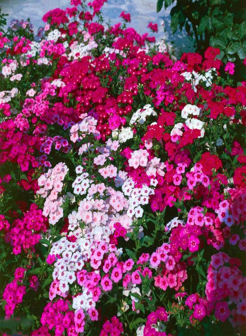 GGOOT Rare Exotic Flower Seeds,Phlox flower seeds-excellent_50 capsules in white,Lawn Decoration Seeds - Image 1