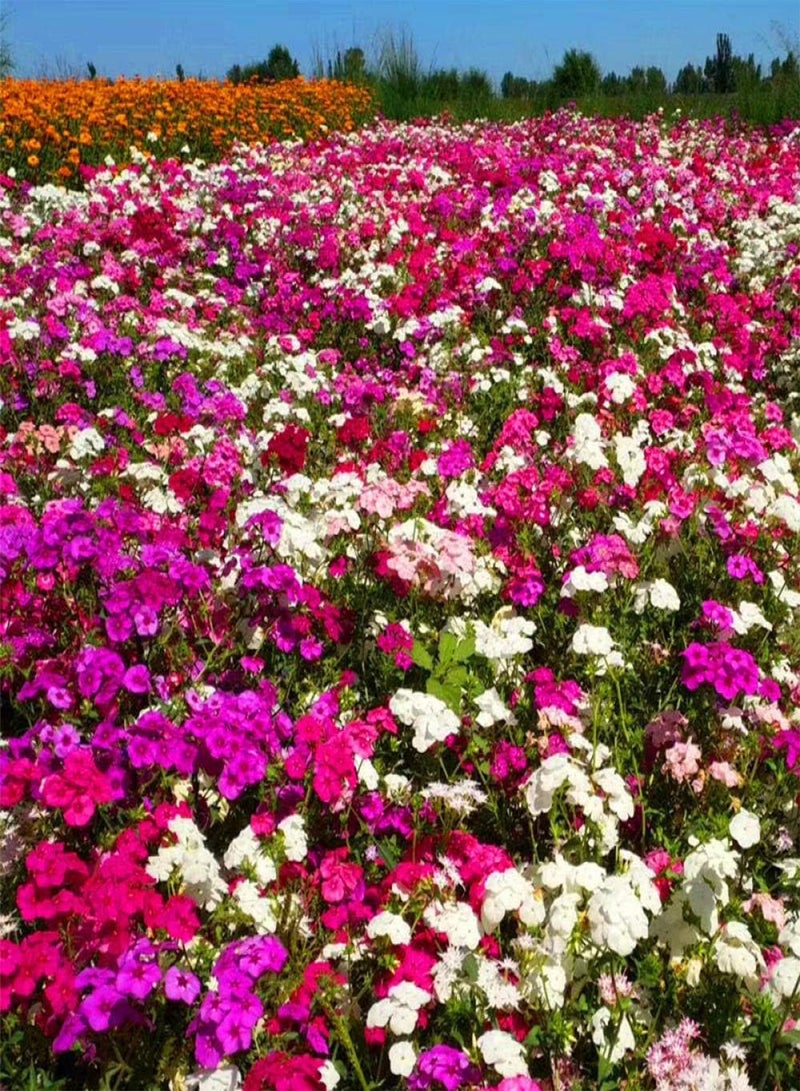 GGOOT Rare Exotic Flower Seeds,Phlox flower seeds-excellent_50 capsules in white,Lawn Decoration Seeds - Image 2