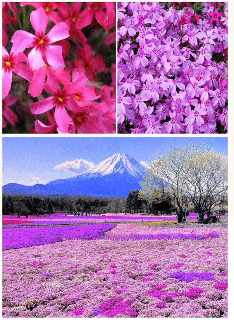 GGOOT Rare Exotic Flower Seeds,Phlox flower seeds-excellent_50 capsules in white,Lawn Decoration Seeds - Image 4
