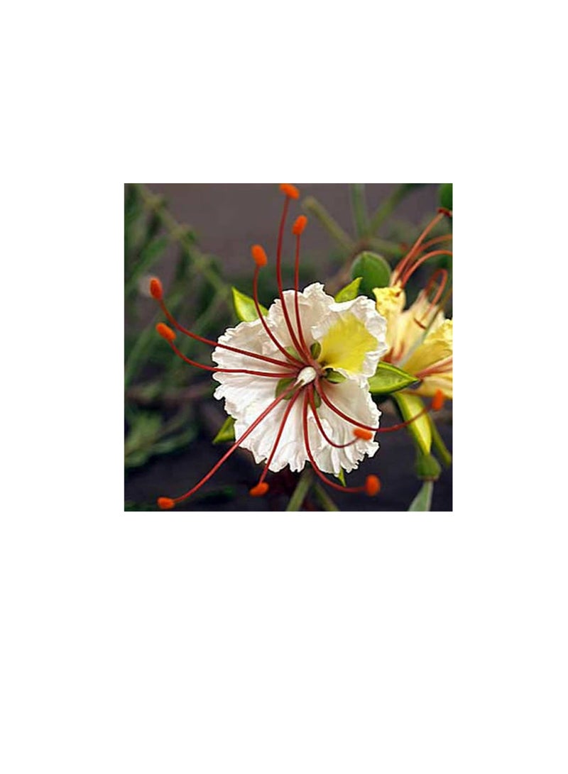 Generic 15Pcs/Bag Delonix Decaryi Tree Seeds,Rare Evergreen Good Harvest Easy Care Poinciana Seeds for Home Planting Garden Yard Outdoor 1 Seed - Image 2