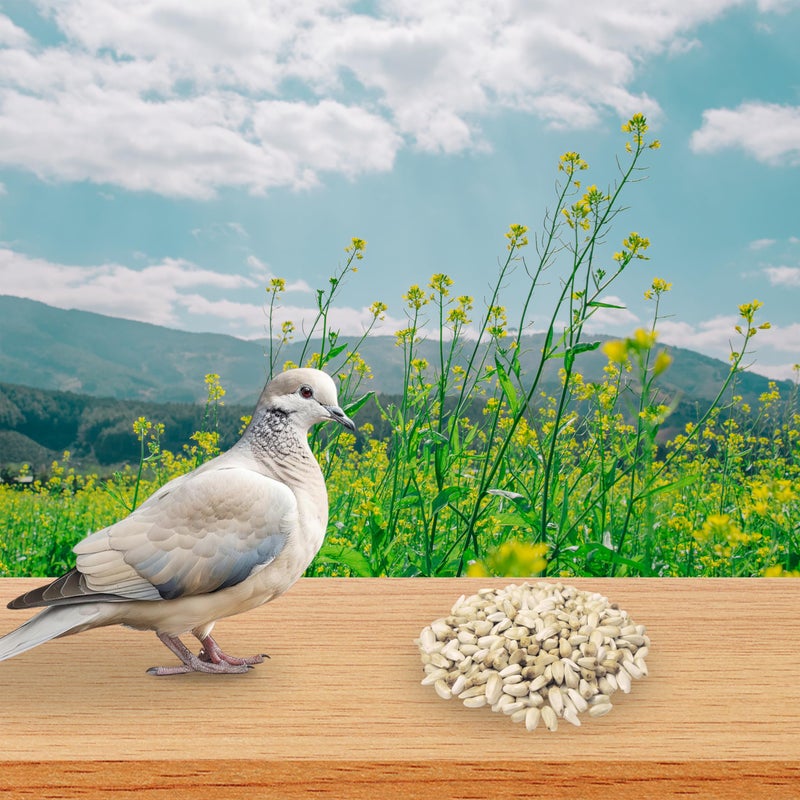 MASHKI Safflower Seeds Dry and Clean Kusum beej Seeds for Bird Food Songbirds Natural Nutrition Food (2 KG) - Image 3