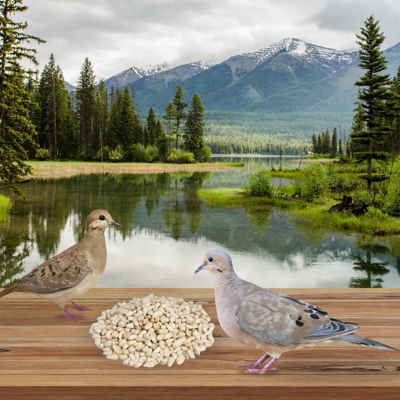 MASHKI Safflower Seeds Dry and Clean Kusum beej Seeds for Bird Food Songbirds Natural Nutrition Food (2 KG) - Image 4