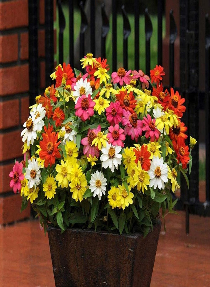 GGOOT Mixed Color Zinnia Flower Seeds for Home Planting Garden - Image 1