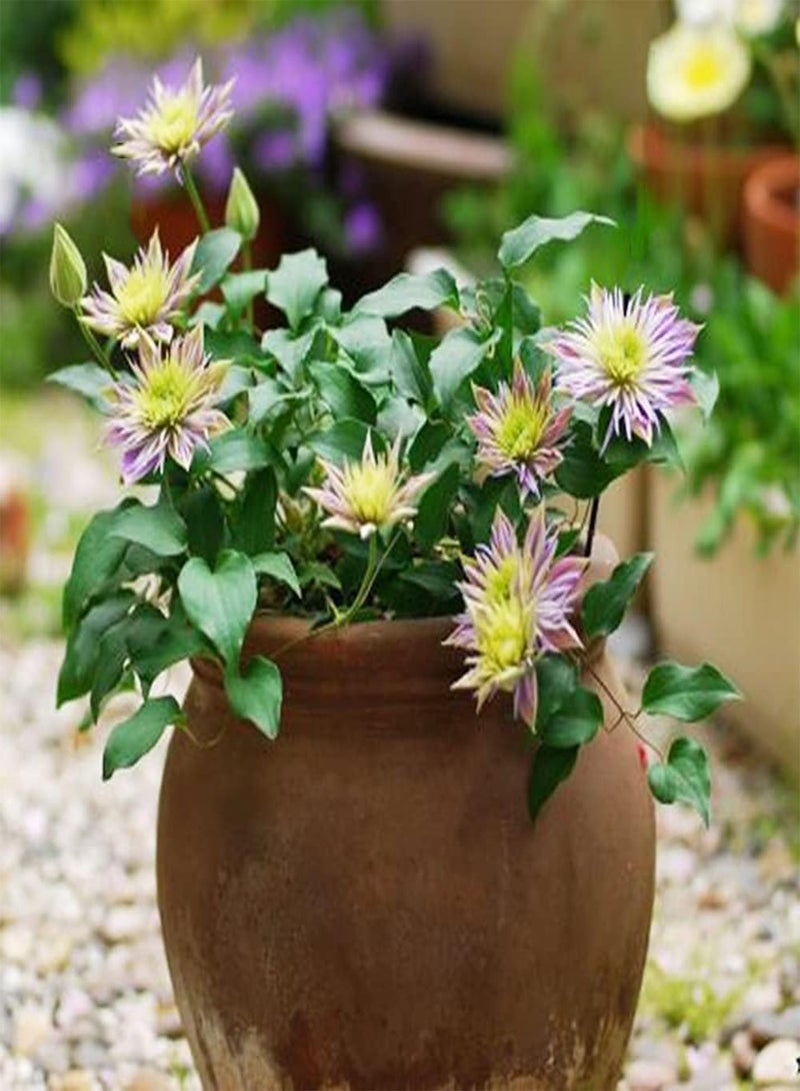 جي جوت بذور كليمنتس نادرة لا غنى عنها مزروعة في الحديقة ليقدرها الآخرون وتجلب متعة بصرية مذهلة - Image 1