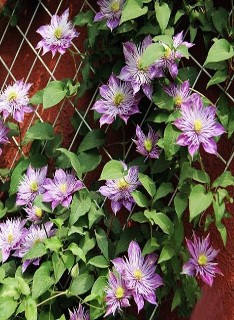 جي جوت بذور كليمنتس نادرة لا غنى عنها مزروعة في الحديقة ليقدرها الآخرون وتجلب متعة بصرية مذهلة - Image 2