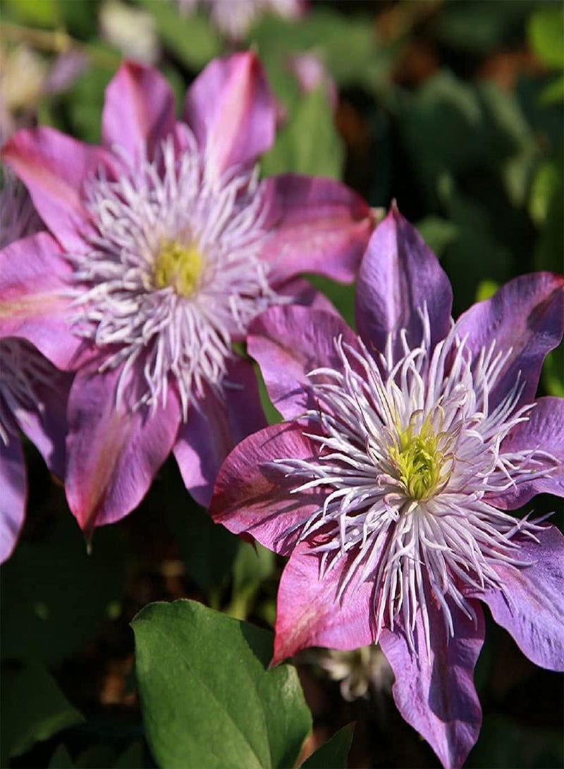 جي جوت بذور كليمنتس نادرة لا غنى عنها مزروعة في الحديقة ليقدرها الآخرون وتجلب متعة بصرية مذهلة - Image 3