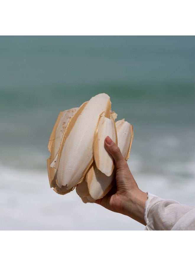 6 قطع من كتلة الكالسيوم الطبيعية من عظم الحبار للطيور والببغاوات والزواحف والسلاحف مسحوق قابل للطحن للتغذية، مصدر كالسيوم طبيعي لتحسين مناعة الحيوانات الأليفة، كل منها 4.3-5.1 بوصة - Image 5