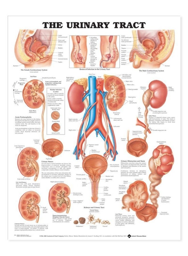 The Urinary Tract Anatomical Chart - Image 1