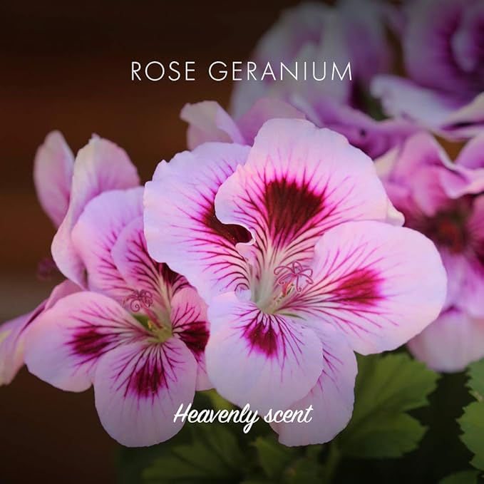 Friendly Soap Heavenly Scent Rose Geranium 95g PlantBased CrueltyFree Made By Hand No Preservatives or Sulphates Sustainable - Image 3