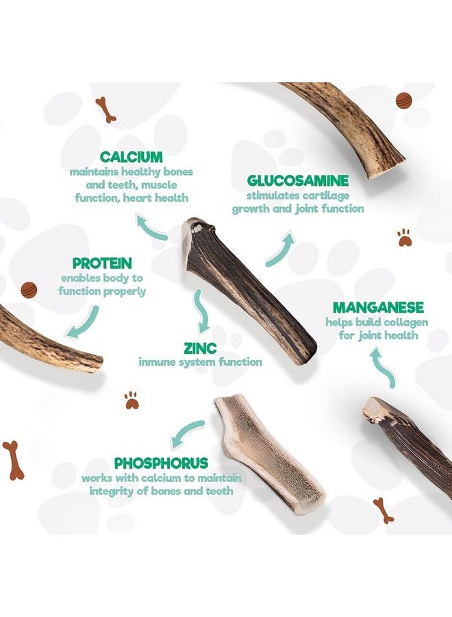 Jack&Pup Whole Elk Antlers For Dogs Large | Naturally Shed Rawhide Free Dog Chews Long Lasting Dog Antlers For Aggressive Chewers (1 Large Antler) - Image 5