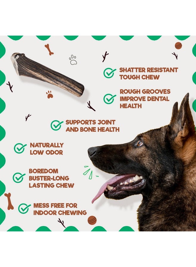 Jack&Pup Whole Elk Antlers For Dogs Large | Naturally Shed Rawhide Free Dog Chews Long Lasting Dog Antlers For Aggressive Chewers (1 Large Antler) - Image 3