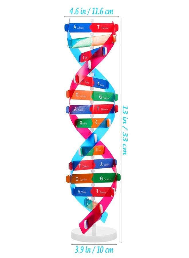 VICASKY DNA Kit Self Double Helix Structure Model 33 x 11.6cm DIY Generic Molecular Model Kit Large-Scale Biological Structure Human Genes Components Science Educational Teaching Tool - Image 3