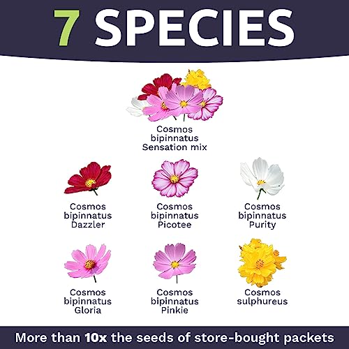 SWEET YARDS Cosmos Seeds Wildflower Mixture - Bulk 1 Ounce Packet - Over 5,000 Seeds - Pink, Yellow, Orange, Red, Purple and White Mixed Species! - Image 4