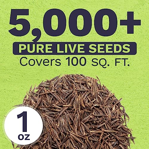 SWEET YARDS Cosmos Seeds Wildflower Mixture - Bulk 1 Ounce Packet - Over 5,000 Seeds - Pink, Yellow, Orange, Red, Purple and White Mixed Species! - Image 3