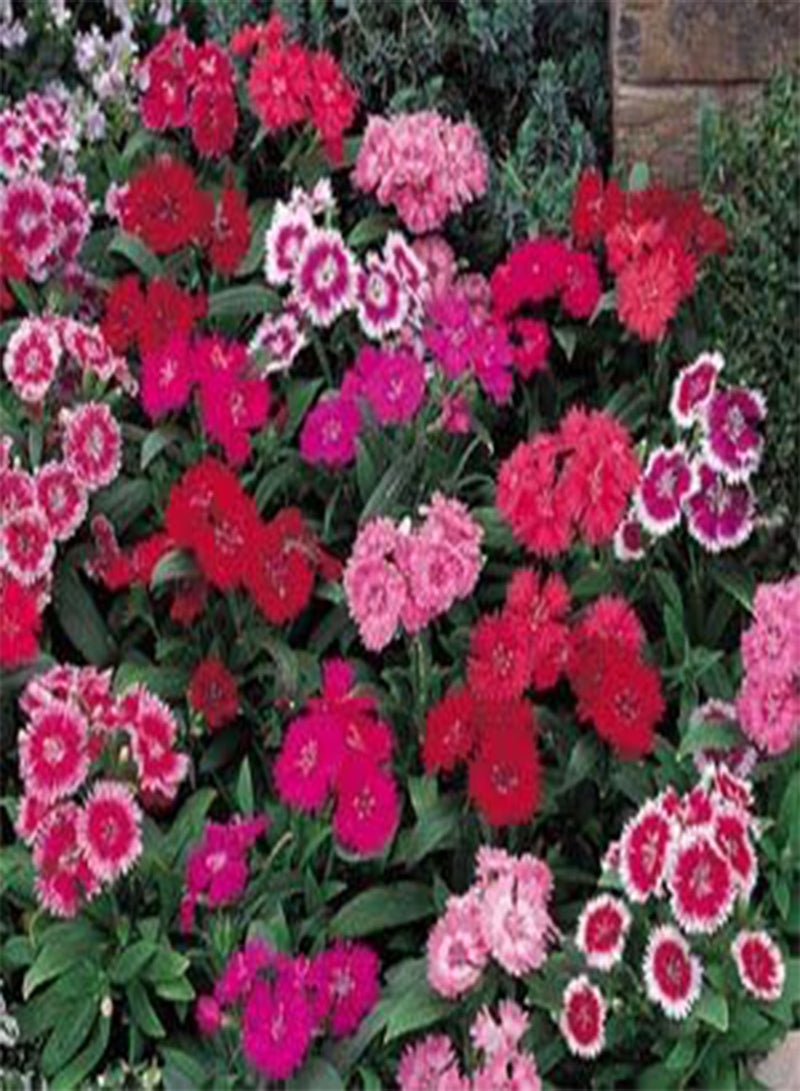 GGOOT Dianthus Polar Mix 100 Seeds