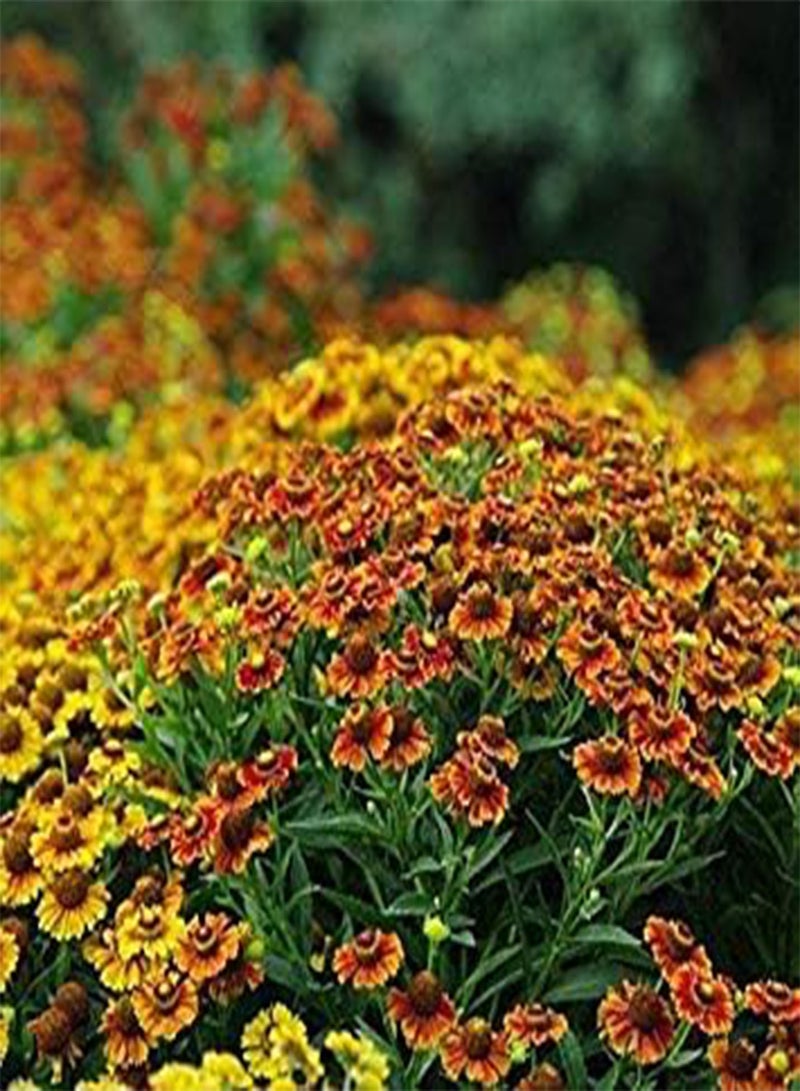 جي جوت هيلينيوم - غربي - 20 بذرة