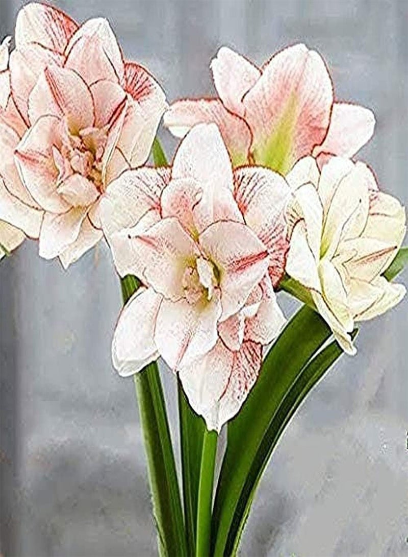 GGOOT 2Pcs Amaryllis seeds Perennial Hippeastrum Tubers for Gardening Planting Upright Growth Summer Blooming Barbados Lily Flowers High Ornamental Value - Image 1