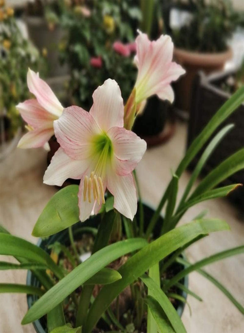 GGOOT 2Pcs Amaryllis seeds Perennial Hippeastrum Tubers for Gardening Planting Upright Growth Summer Blooming Barbados Lily Flowers High Ornamental Value - Image 2