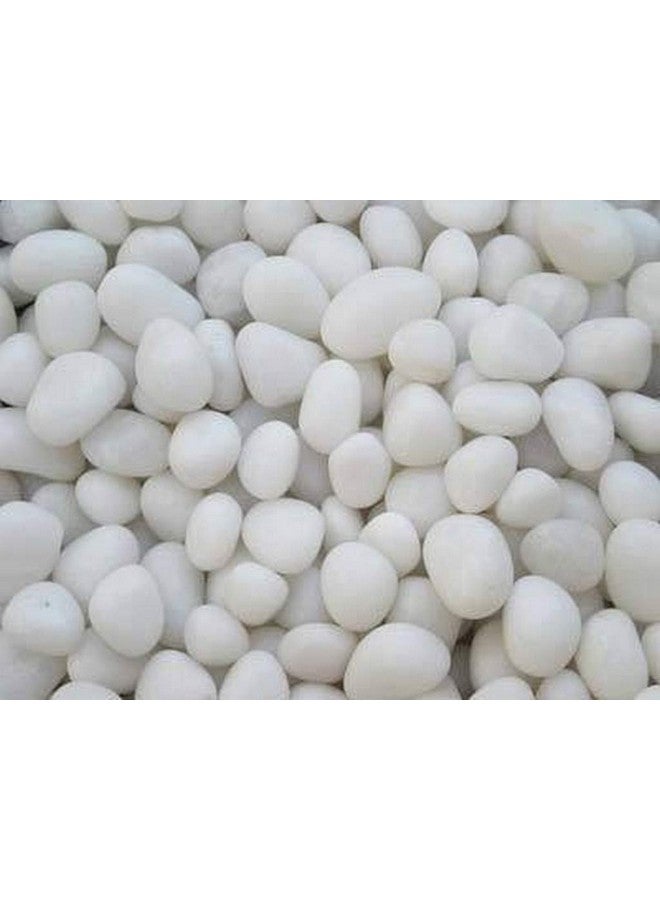 المزارع المبدع 2 كجم من حصى الرخام الأبيض غير المصقول لتزيين الحديقة (20-30 مم أبيض) [2 كجم] - Image 1