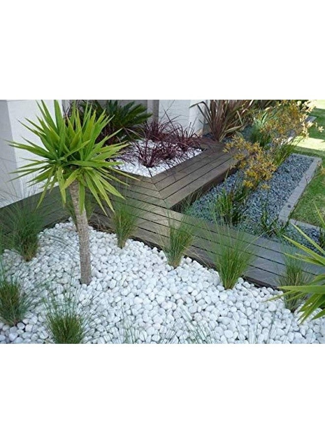 المزارع المبدع 2 كجم من حصى الرخام الأبيض غير المصقول لتزيين الحديقة (20-30 مم أبيض) [2 كجم] - Image 3
