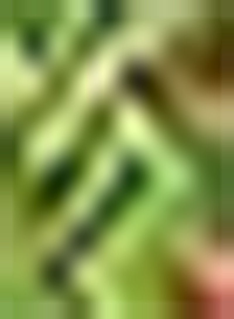 GGOOT 100pcs Basil Seeds Non GMO Home Garden Planting Adds Magical Color to Your Home Herb Garden and is Essential for Home Kitchens - Image 2