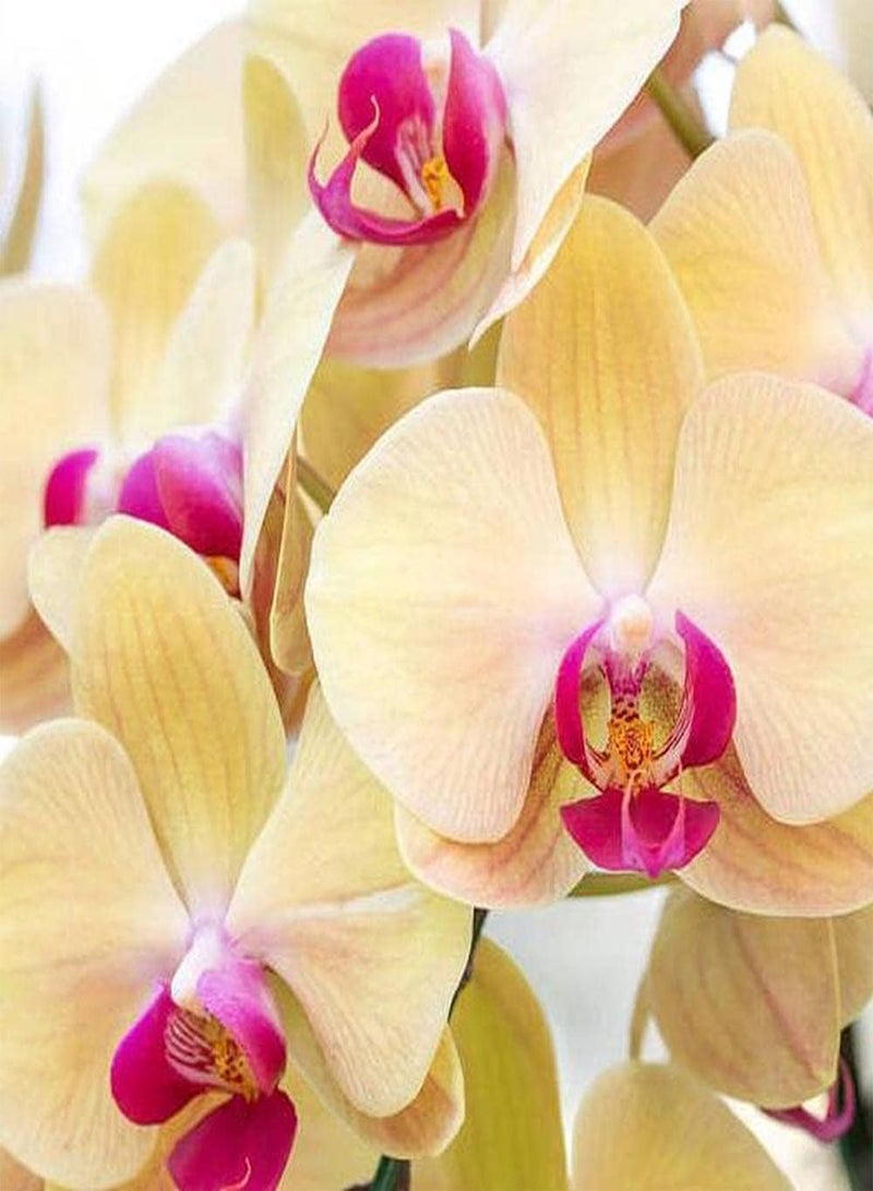 جي جوت 100 قطعة من بذور الفالينوبسيس، أشكال زهور فريدة تبرز في حديقتك، رائحة خفيفة عندما تتفتح الزهور تخلق منظرًا فنيًا فريدًا - Image 3