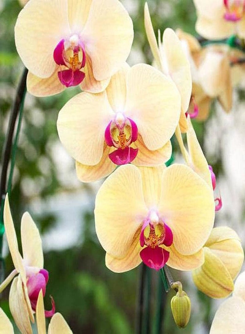 جي جوت 100 قطعة من بذور الفالينوبسيس، أشكال زهور فريدة تبرز في حديقتك، رائحة خفيفة عندما تتفتح الزهور تخلق منظرًا فنيًا فريدًا - Image 2