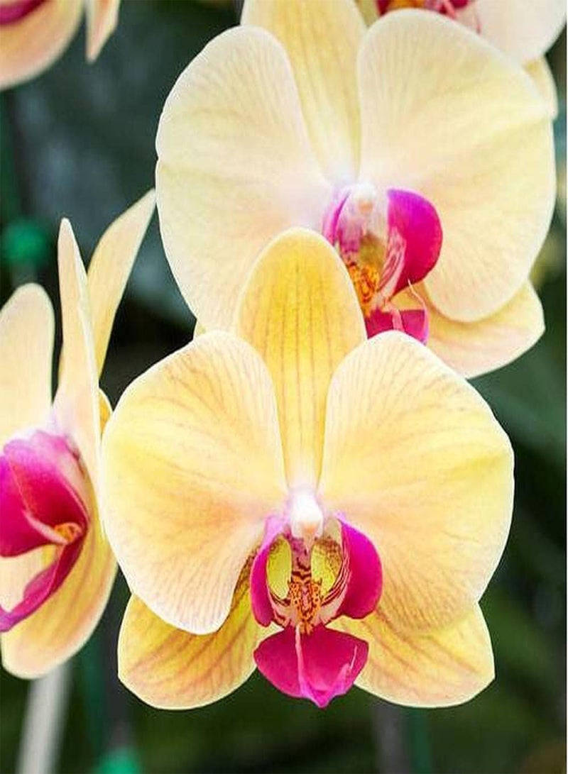 جي جوت 100 قطعة من بذور الفالينوبسيس، أشكال زهور فريدة تبرز في حديقتك، رائحة خفيفة عندما تتفتح الزهور تخلق منظرًا فنيًا فريدًا - Image 1