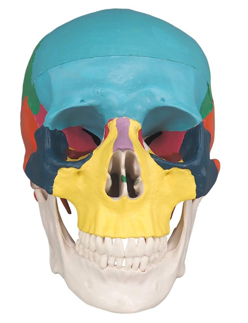 Medarchitect Human Colored Skull Model, Life Size 3-Part Anatomical Model with Colorful Human Skull Chart for Medical Student Human Anatomy Study Course - Image 2