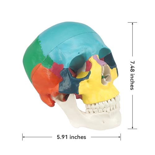 Medarchitect Human Colored Skull Model, Life Size 3-Part Anatomical Model with Colorful Human Skull Chart for Medical Student Human Anatomy Study Course - Image 4