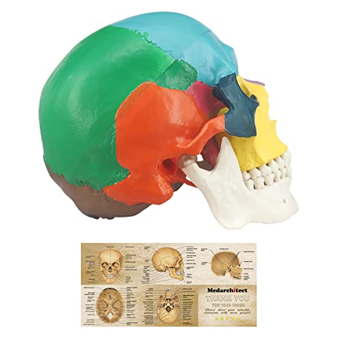 Medarchitect Human Colored Skull Model, Life Size 3-Part Anatomical Model with Colorful Human Skull Chart for Medical Student Human Anatomy Study Course - Image 1