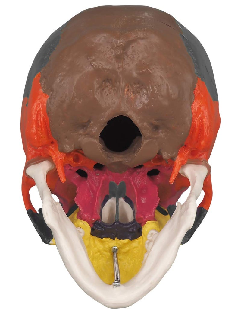 Medarchitect Human Colored Skull Model, Life Size 3-Part Anatomical Model with Colorful Human Skull Chart for Medical Student Human Anatomy Study Course - Image 3