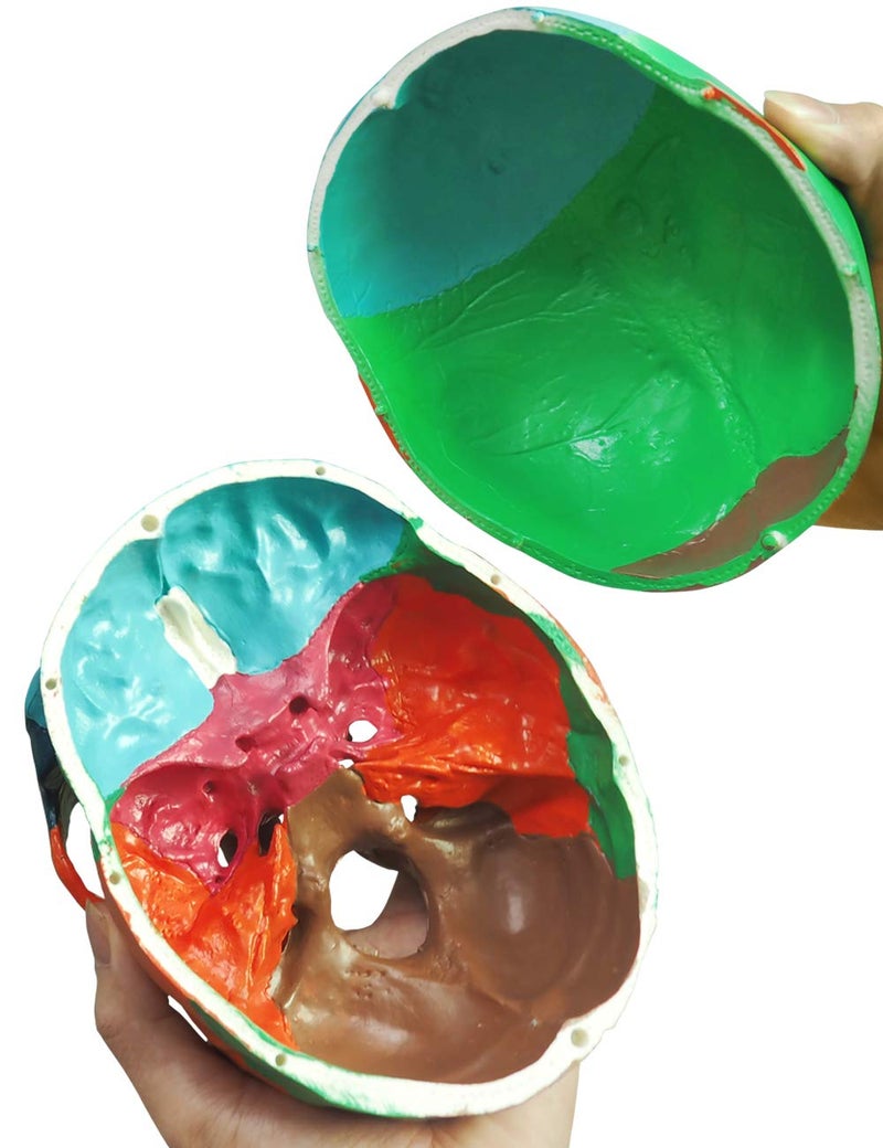 Medarchitect Human Colored Skull Model, Life Size 3-Part Anatomical Model with Colorful Human Skull Chart for Medical Student Human Anatomy Study Course - Image 5
