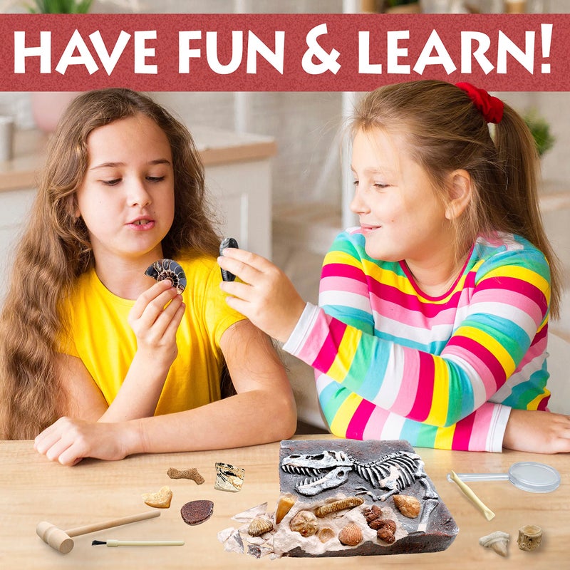 DANCING BEAR Fossil Dig Kit, Excavate 15 Prehistoric Fossils including Real Dinosaur Bones, and Shark Teeth, Paleontology STEM Education for kids, Fun Science Activity Gift Sets for Girls and Boys - Image 3