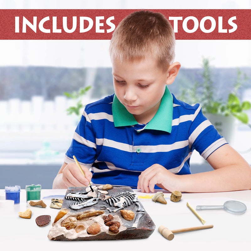 DANCING BEAR Fossil Dig Kit, Excavate 15 Prehistoric Fossils including Real Dinosaur Bones, and Shark Teeth, Paleontology STEM Education for kids, Fun Science Activity Gift Sets for Girls and Boys - Image 5
