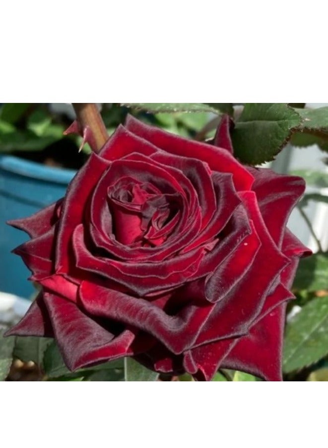 100 قطعة من بذور الورد لزراعة حديقة الشرفة، بذور الورد الأحمر الداكن - Image 1