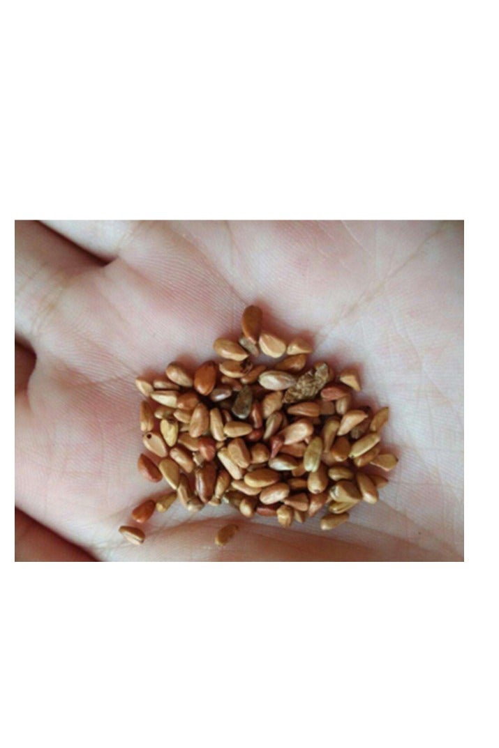 100 قطعة من بذور الورد لزراعة حديقة الشرفة، بذور الورد الأحمر الداكن - Image 2