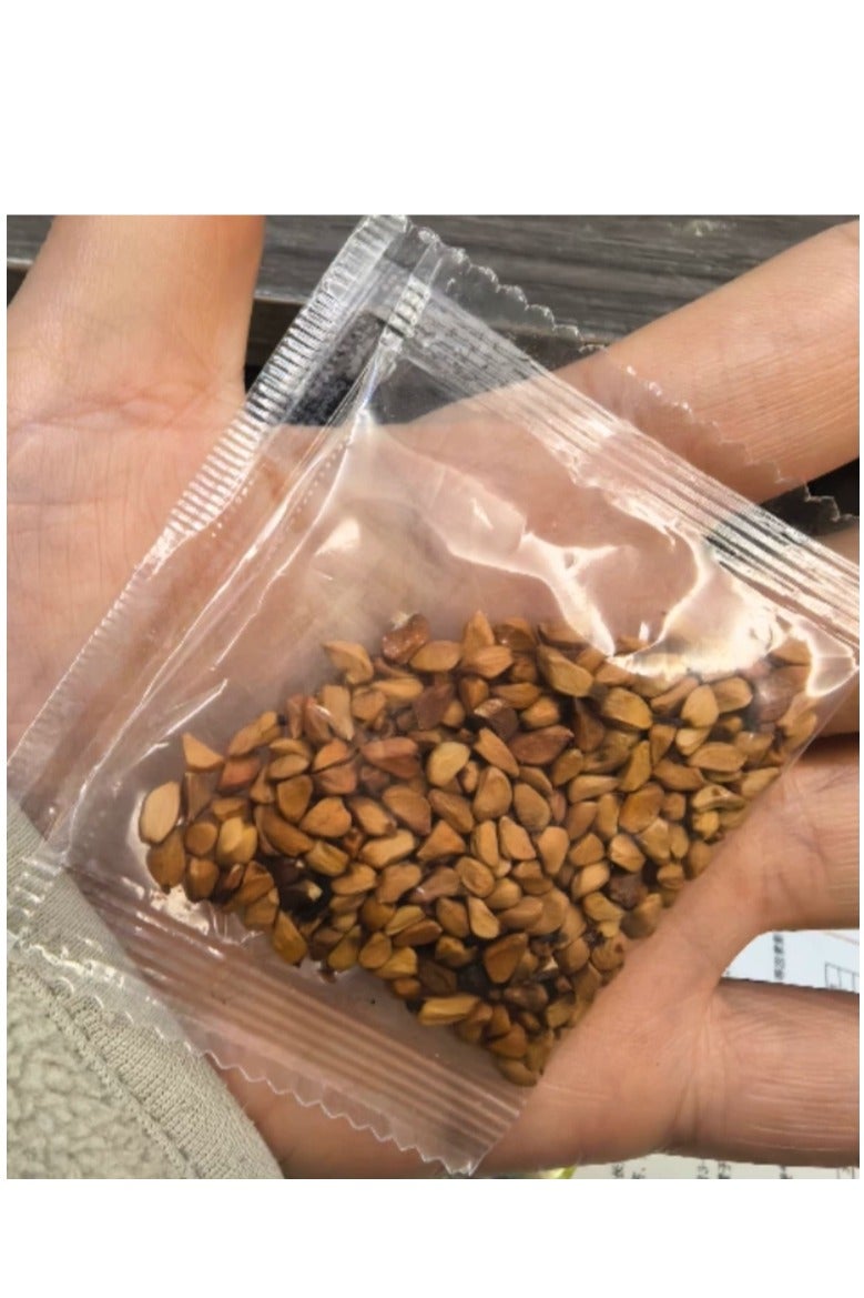 100 قطعة من بذور الورد لزراعة حديقة الشرفة، بذور الورد الأحمر الداكن - Image 3