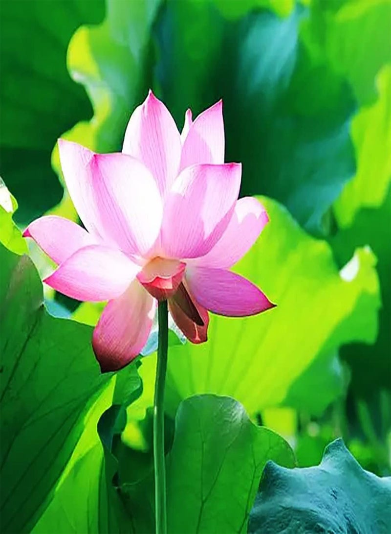GGOOT 20pcs pink lotus seeds for planting perennial aquatic herb flowers home fragrant flowers excellent decorative ornamental landscape  - Image 2