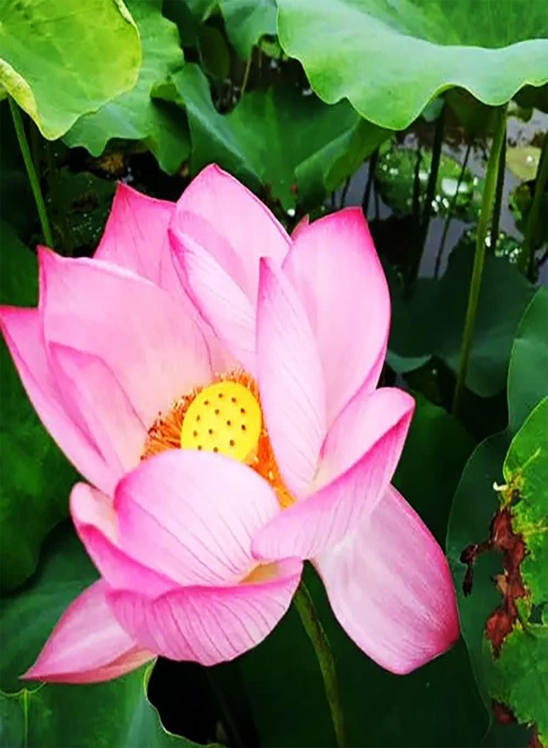 GGOOT 20pcs pink lotus seeds for planting perennial aquatic herb flowers home fragrant flowers excellent decorative ornamental landscape  - Image 1