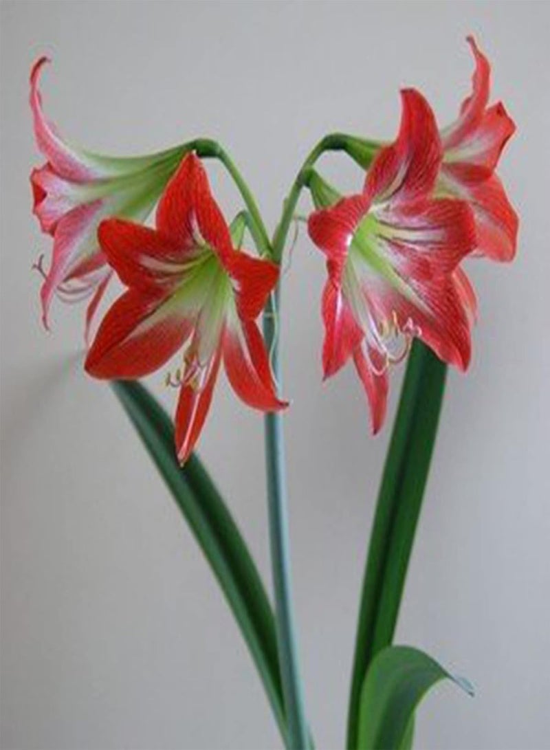 GGOOT 20Pcs Amaryllis Seeds Quick Growth Potted Plant Flower Seeds Non GMO Easy to Grow Amaryllis Seeds for Home Garden Decoration Light Orange - Image 4