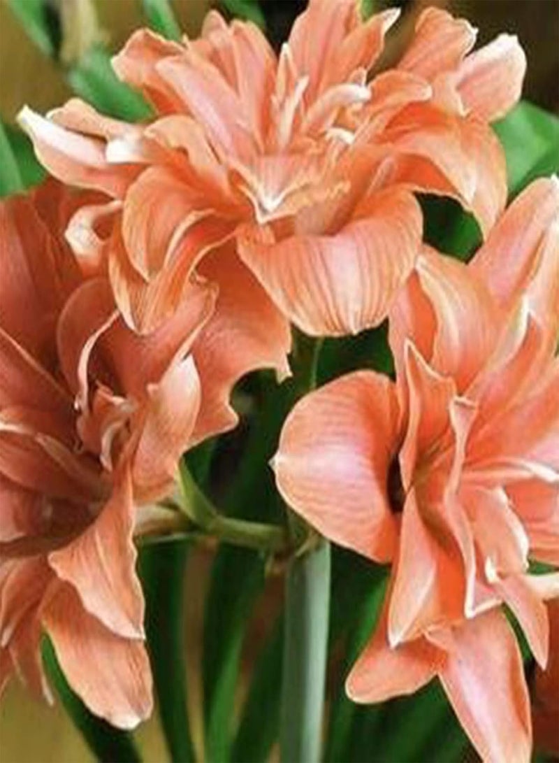 GGOOT 20Pcs Amaryllis Seeds Quick Growth Potted Plant Flower Seeds Non GMO Easy to Grow Amaryllis Seeds for Home Garden Decoration Light Orange - Image 1