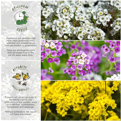 Seed Needs Heirloom Alyssum Flower Seed Packet Collection Variety Pack (Includes 4 Packets) Basket of Gold, Royal Carpet, Dwarf Pink & Carpet of Snow - Perfect for Rock Gardens - Image 2
