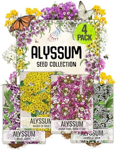 Seed Needs Heirloom Alyssum Flower Seed Packet Collection Variety Pack (Includes 4 Packets) Basket of Gold, Royal Carpet, Dwarf Pink & Carpet of Snow - Perfect for Rock Gardens - Image 1