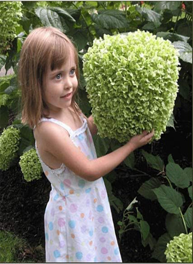 GGOOT - Rare Snowball Hydrangea 'Annabelle', Hydrangea paniculata 'Magical Moonlight' Hardy Perennial Flower Seeds in Border/a Large Patio Container - Image 1