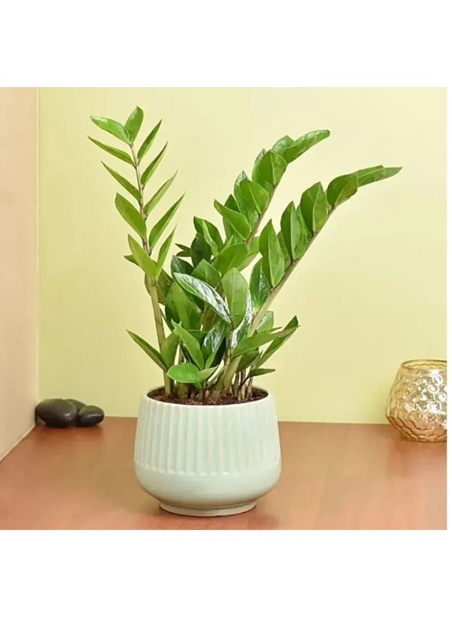 20 PCS Zamia Seeds Golden Money Lucky Tree Seeds For Home Indoor Planting - Image 1